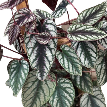 Begonia Cissus Discolor