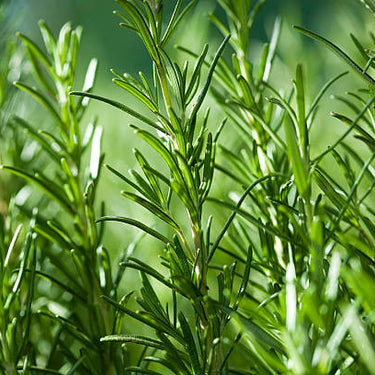 Rosemary