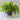 Crispy Wave Fern - 4 inch