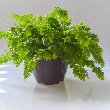 Crispy Wave Fern - 4 inch
