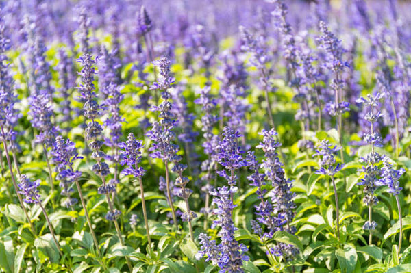 SALVIA 3.5
