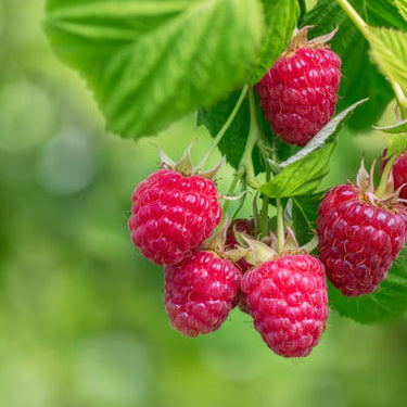 Coho Raspberry