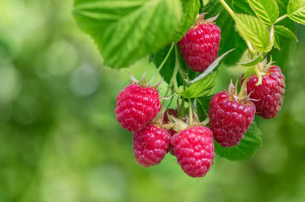 Coho Raspberry – Pike Nursery
