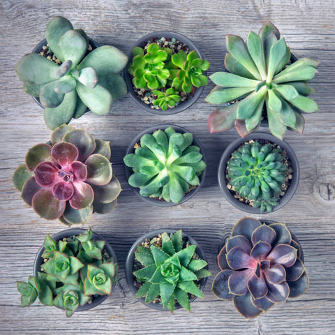 succulents atlanta ga Assorted Succulents