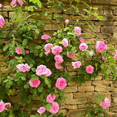 Eden Climbing Rose