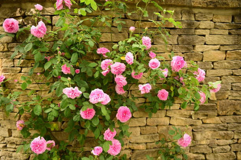 Eden Climbing Rose