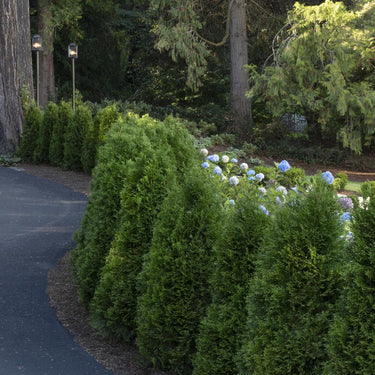 Monrovia -Emerald Green Arborvitae Spiral Topiary