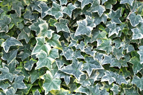 Hedera( grounds cover Ivy)