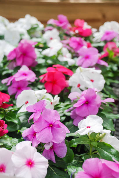 Mixed Vinca