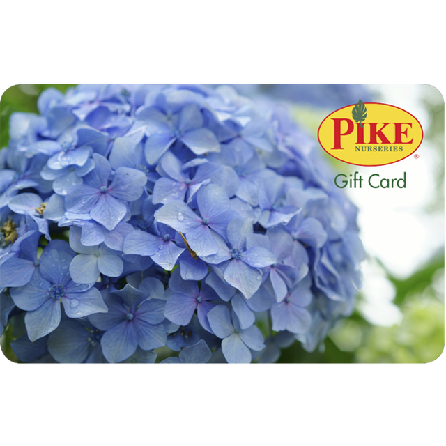 Digital Hydrangea eGift Card Pike Nursery