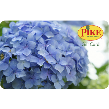 Hydrangea Gift Card by Mail