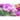 Digital Orchid eGift Card