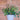 6.5" hanging Nematanthus (Gold Fish Plant)
