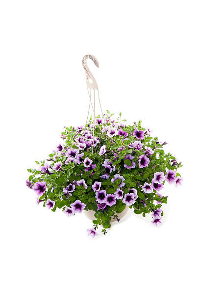 Petunia Hanging Basket - 12 inch