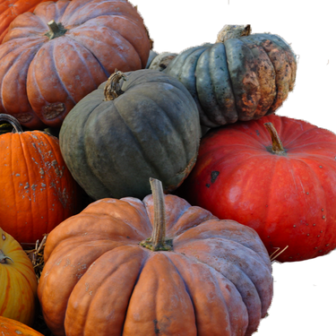 Heirloom Pumpkin Assorted