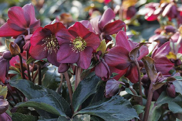 Ice N' Roses® Red Hellebore - Monrovia – Pike Nursery