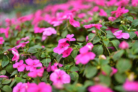 Annual Impatiens