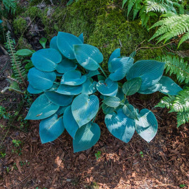 Blue Mixture Hosta