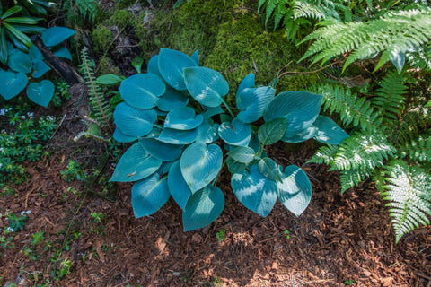 potting mix for hostas Blue Mixture Hosta