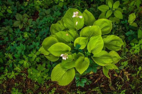 T Rex Hosta - Monrovia