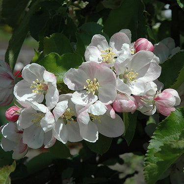 Jonagold Apple