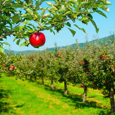 Jonathon Apple
