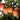 PRUNUS FLAVORICH PEACH