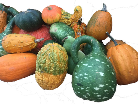 Jumbo Gourd Assorted