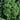 Vegetable Kale