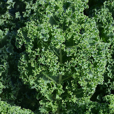 Vegetable Kale