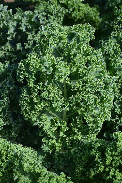 Vegetable Kale