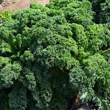 Vegetable Kale