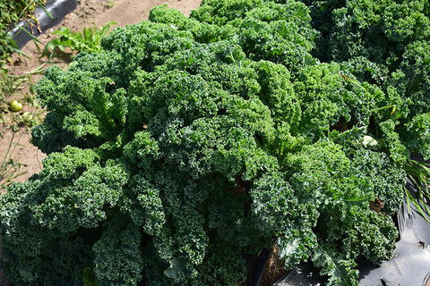Vegetable Kale