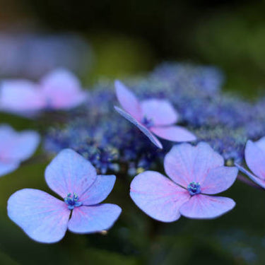 Florist Lacecap Hydrangea