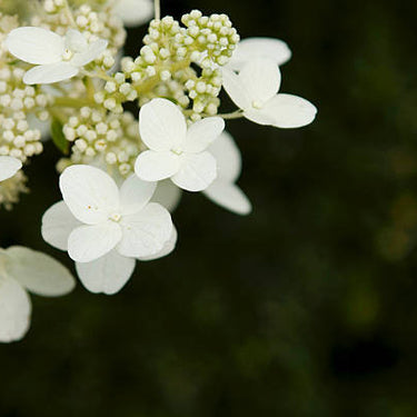 Florist Lacecap Hydrangea