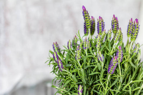 where do i buy lavender plants Lavender – Pike Nursery