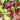 Vegetable Gourmet Lettuce