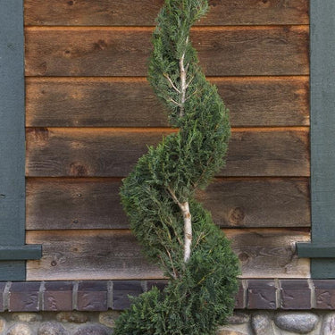 Monrovia Emerald Isle® Leyland Cypress (Spiral Topiary)