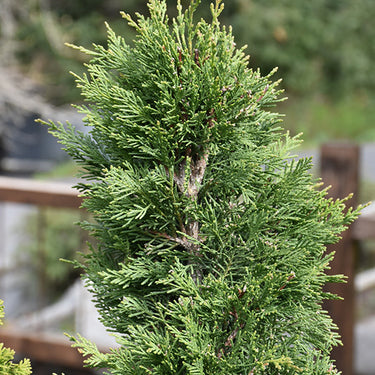 Monrovia Emerald Isle® Leyland Cypress (Spiral Topiary)