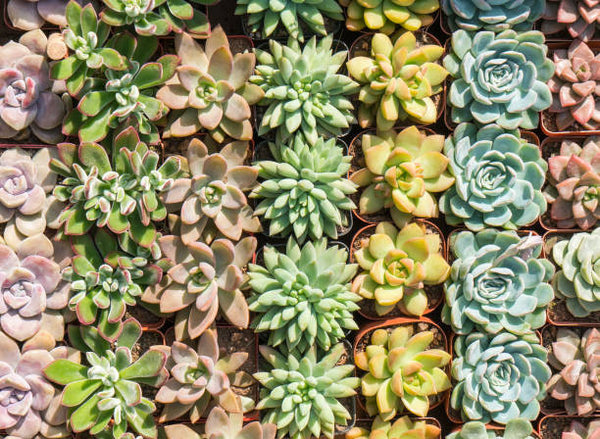 buy potted succulents Assorted Succulents – Pike Nursery