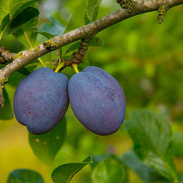 Morris Plum