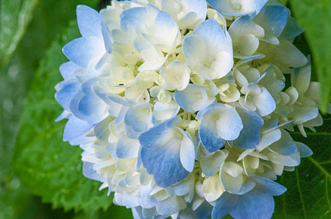 Florist Hydrangea (Assorted Colors )