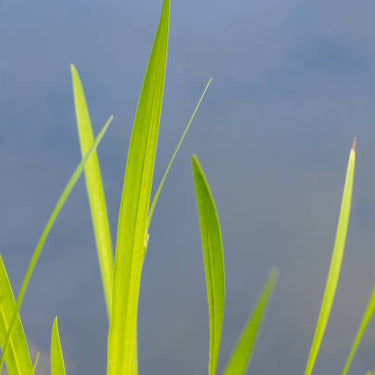Ogon Acorus Grass
