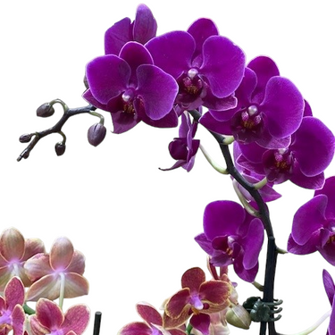 4.5" Orchid Oval Garden