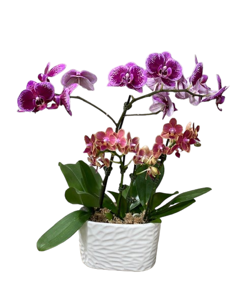 4.5" Orchid Oval Garden