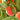 PRUNUS HARVESTER YLW PEACH