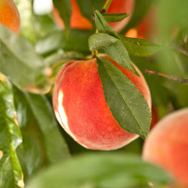 PRUNUS HARVESTER YLW PEACH