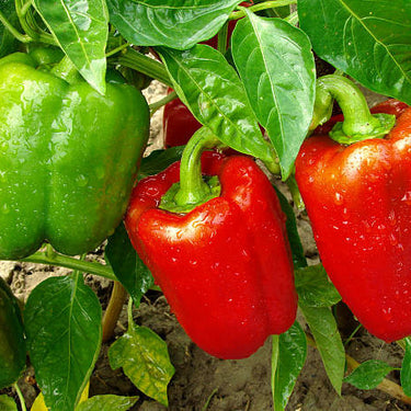 Mercer Bell Pepper