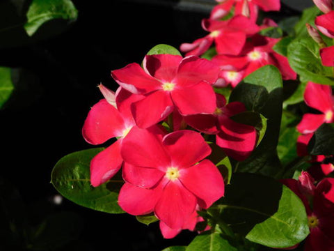 Red Vinca