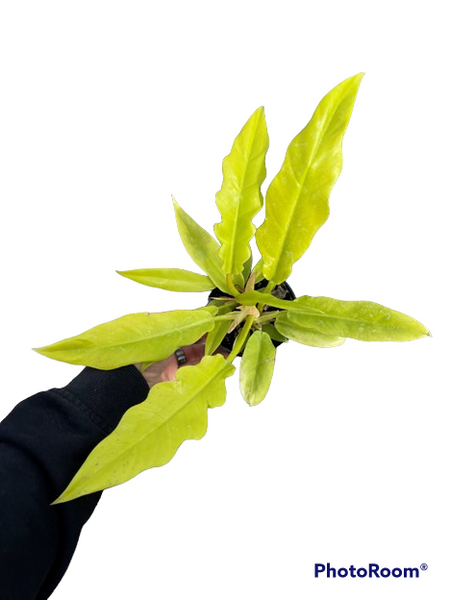 cereus plant #EC257 EXACT Cereus Spiralis Spiral Cactus 12-14